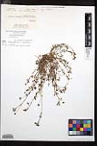 Trifolium variegatum image