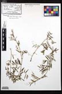 Vicia ludoviciana subsp. ludoviciana image