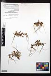 Erodium brachycarpum image