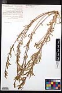 Camissoniopsis intermedia image