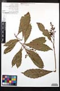 Meliosma nesites image