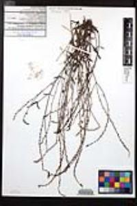 Verbena menthifolia image