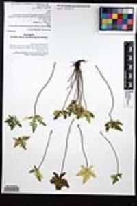 Notholaena standleyi image