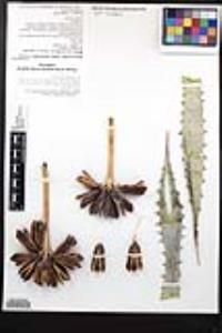 Agave cerulata image