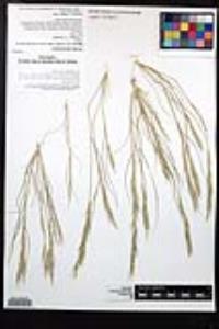 Aristida adscensionis image