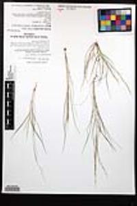 Aristida adscensionis image