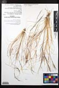 Aristida californica var. glabrata image