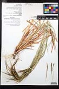 Heteropogon contortus image