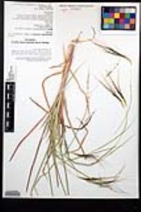 Heteropogon contortus image