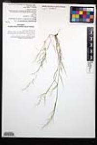 Muhlenbergia microsperma image