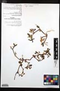 Trianthema portulacastrum image