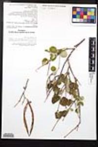 Mandevilla hesperia image