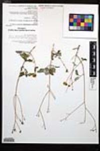 Bahiopsis chenopodina image