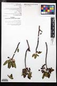 Bursera hindsiana image