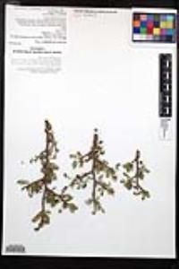 Bursera microphylla image