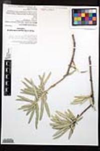Forchhammeria watsonii image