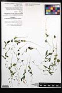 Desmodium procumbens image