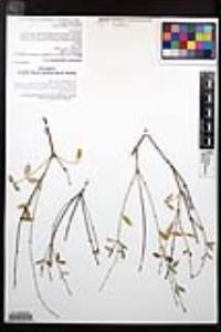Galphimia angustifolia image