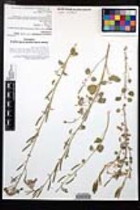 Chylismia cardiophylla image