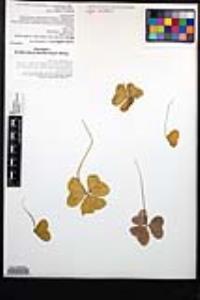 Oxalis nudiflora image