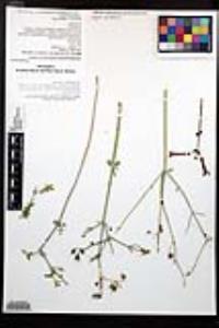 Gambelia juncea image
