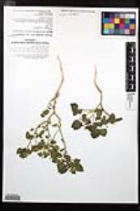 Physalis crassifolia var. crassifolia image
