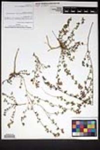Lotus nevadensis image