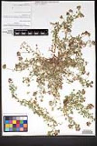 Trifolium wigginsii image