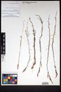 Castilleja minor var. spiralis image