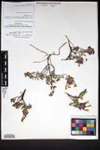 Monardella macrantha image