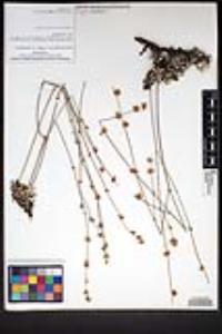 Eriogonum wrightii var. oresbium image