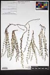Galium wigginsii image