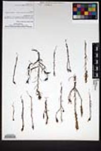 Castilleja ophiocephala image