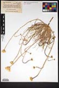 Malacothrix glabrata image