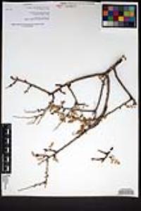 Pachycormus discolor image