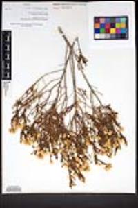 Ericameria brachylepis image