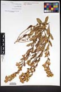 Hazardia orcuttii image