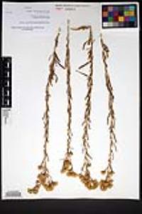 Isocoma menziesii image