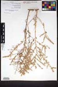 Atriplex polycarpa image