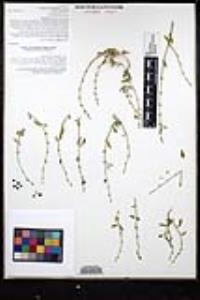 Carlowrightia arizonica image