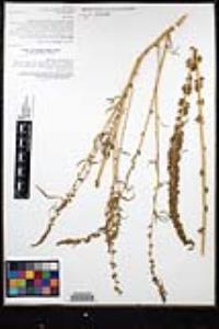 Amaranthus fimbriatus image
