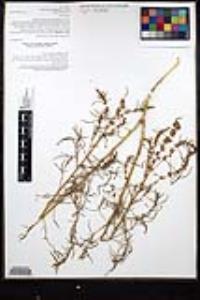 Amaranthus fimbriatus image
