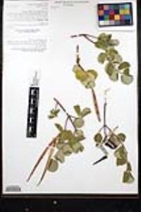 Mandevilla hesperia image