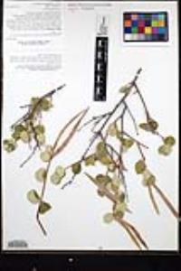 Mandevilla hesperia image