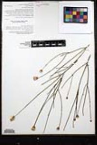 Bebbia juncea image