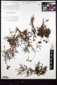 Coreocarpus dissectus image