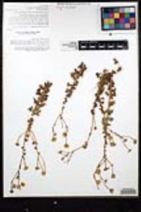 Perityle crassifolia var. robusta image