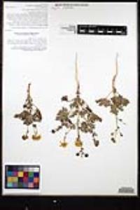 Perityle crassifolia var. robusta image