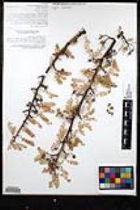 Bursera microphylla image