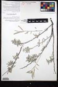 Aeschynomene nivea image